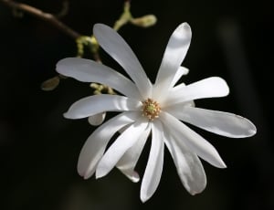 macro shot of white flower thumbnail