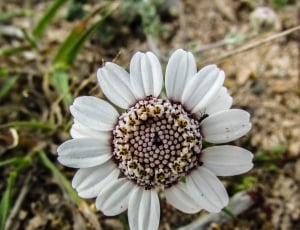white flower thumbnail
