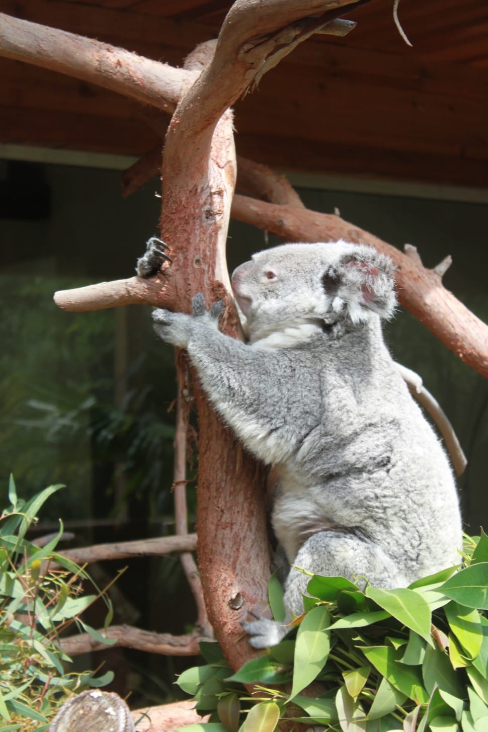 gray kuala in brown tree branch during daytime preview