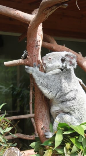 gray kuala in brown tree branch during daytime thumbnail