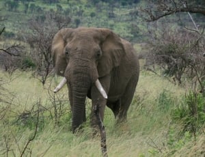 brown elephant on grass field during daytime thumbnail