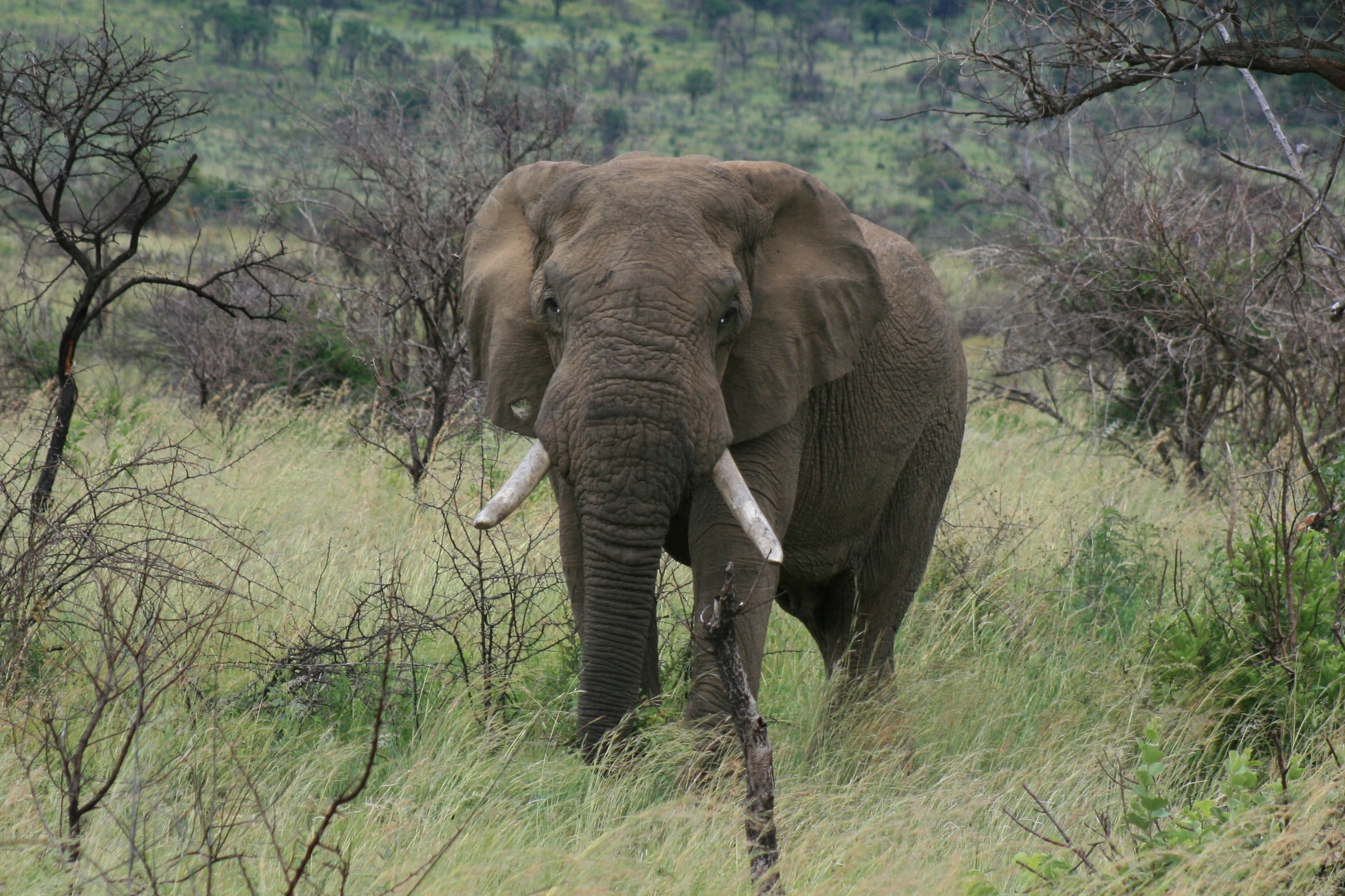 brown elephant on grass field during daytime