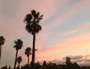 silhouette of palm tree under gray and orange sky during sunset thumbnail