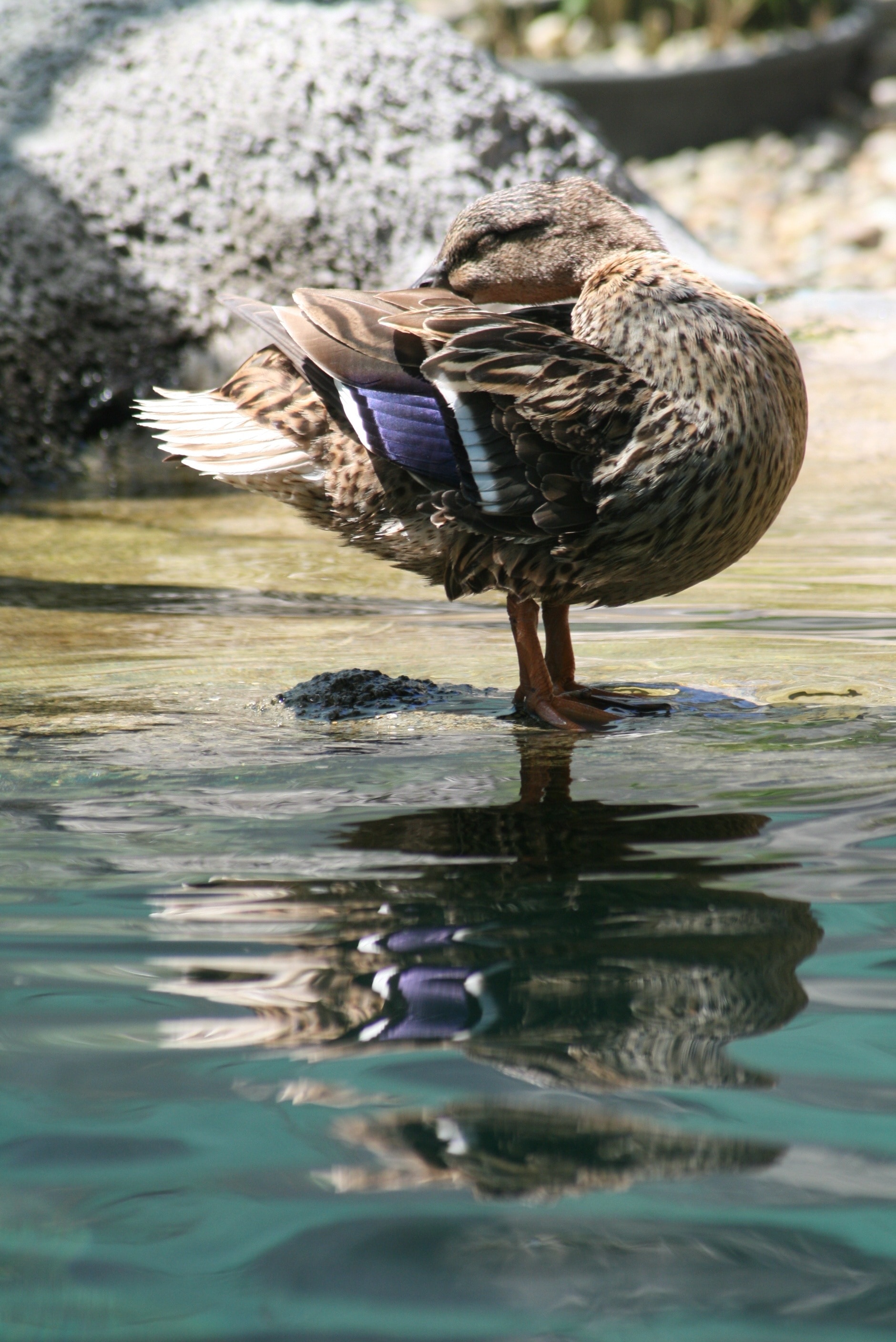 brown and purple bird