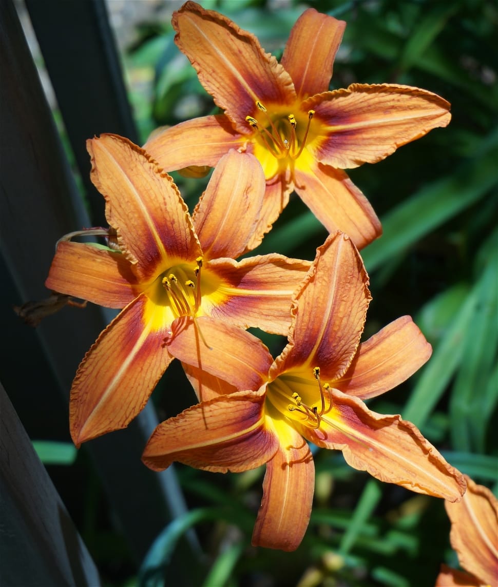 orange lilies preview