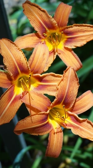 orange lilies thumbnail