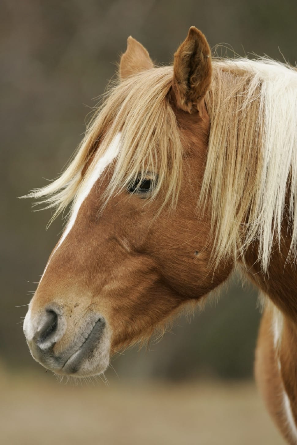 Close, Head, Profile, Wild Pony, horse, domestic animals preview