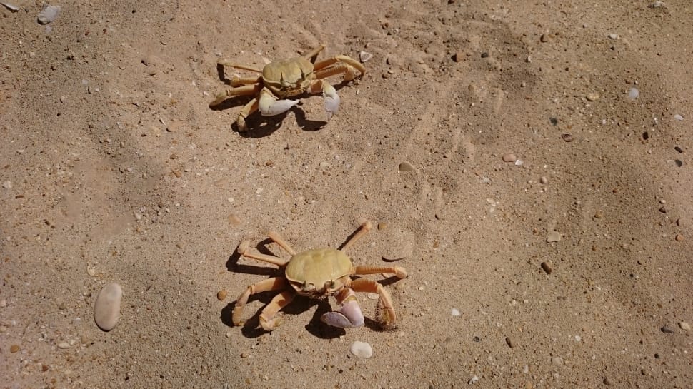 2 brown crabs preview