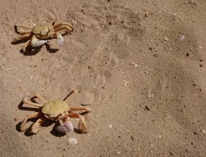 2 brown crabs thumbnail