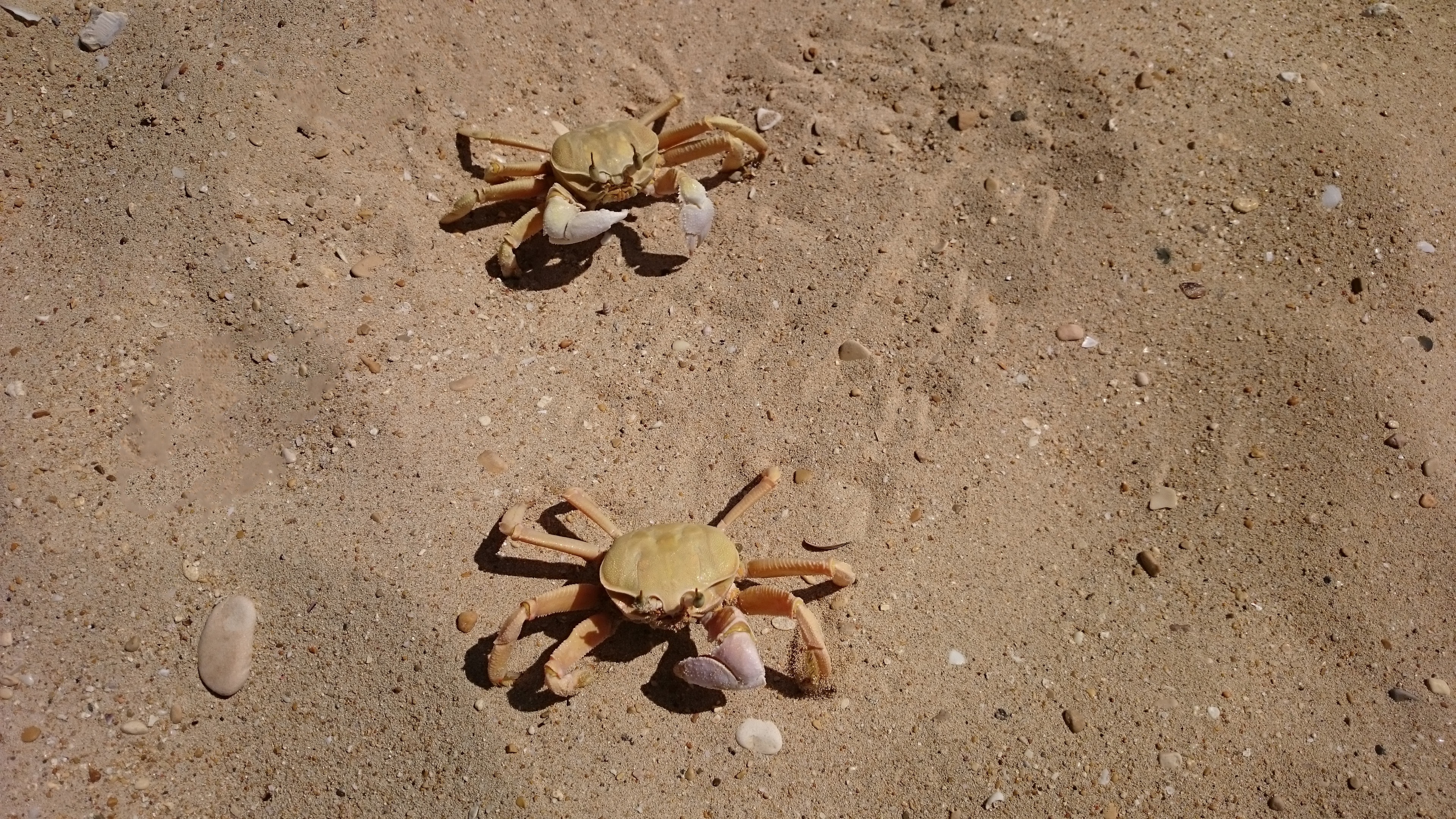 2 brown crabs