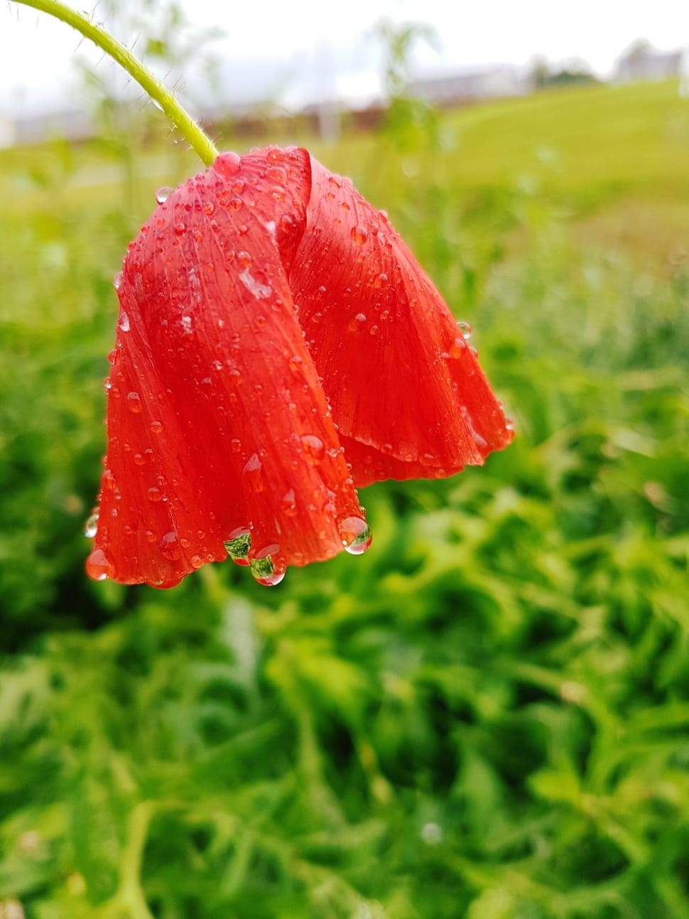 Flower, Poppy, Rain, Poppies, Red, red, drop preview