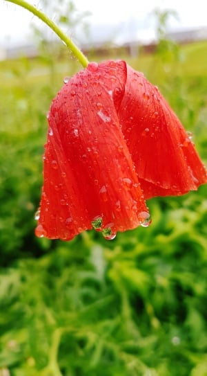 Flower, Poppy, Rain, Poppies, Red, red, drop thumbnail