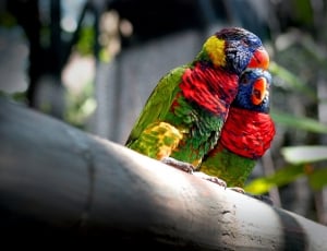 2 green red and blue parrots thumbnail