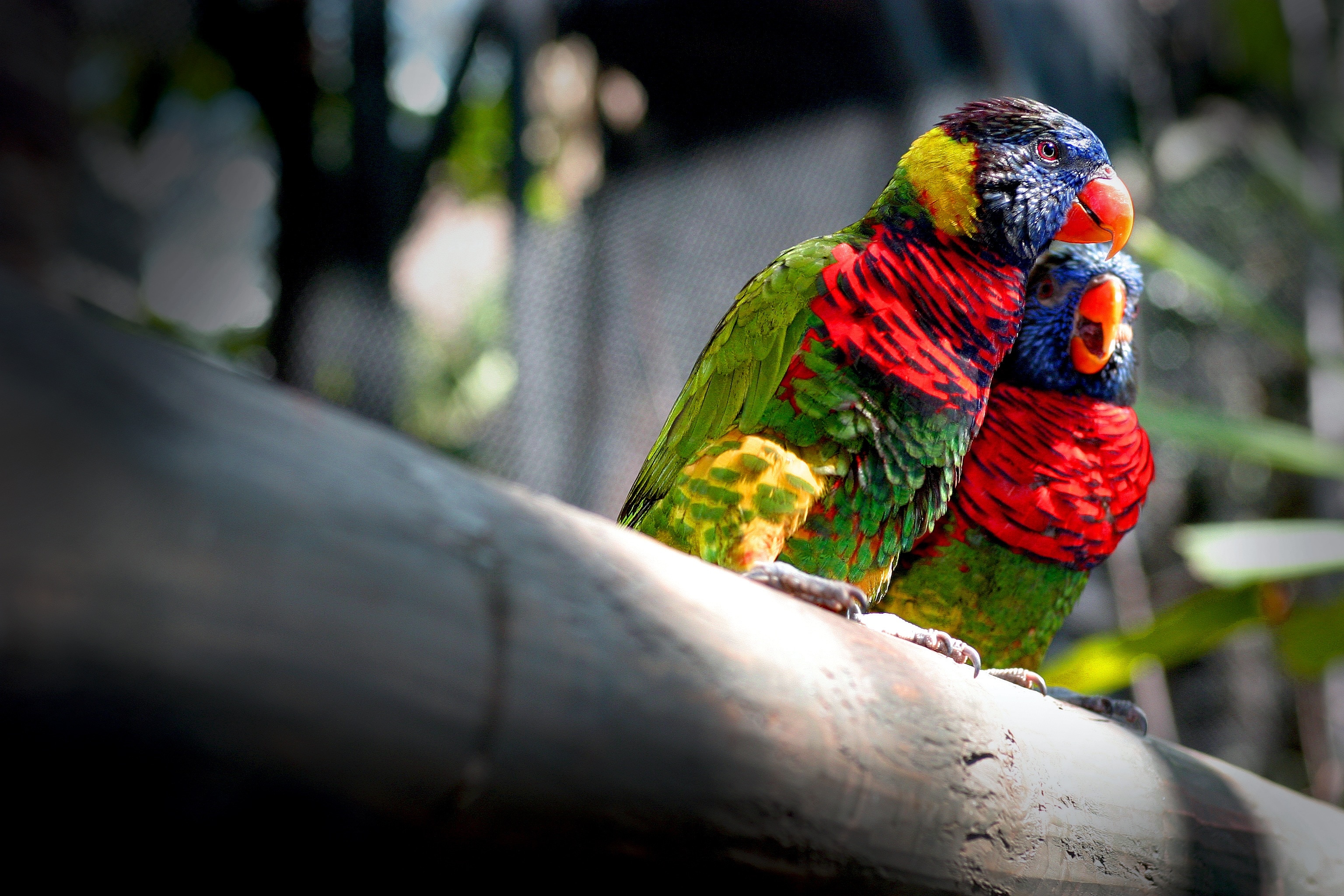 2 green red and blue parrots