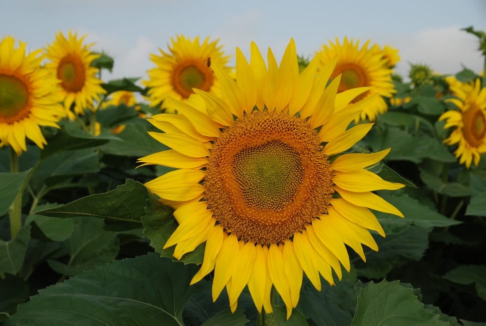 Flower, Sunflower, Detail, Sunflowers, flower, yellow preview