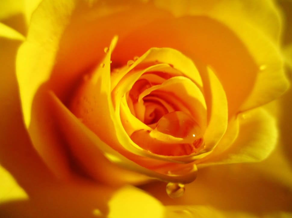selective photography of yellow flower with water droplets preview