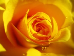 selective photography of yellow flower with water droplets thumbnail