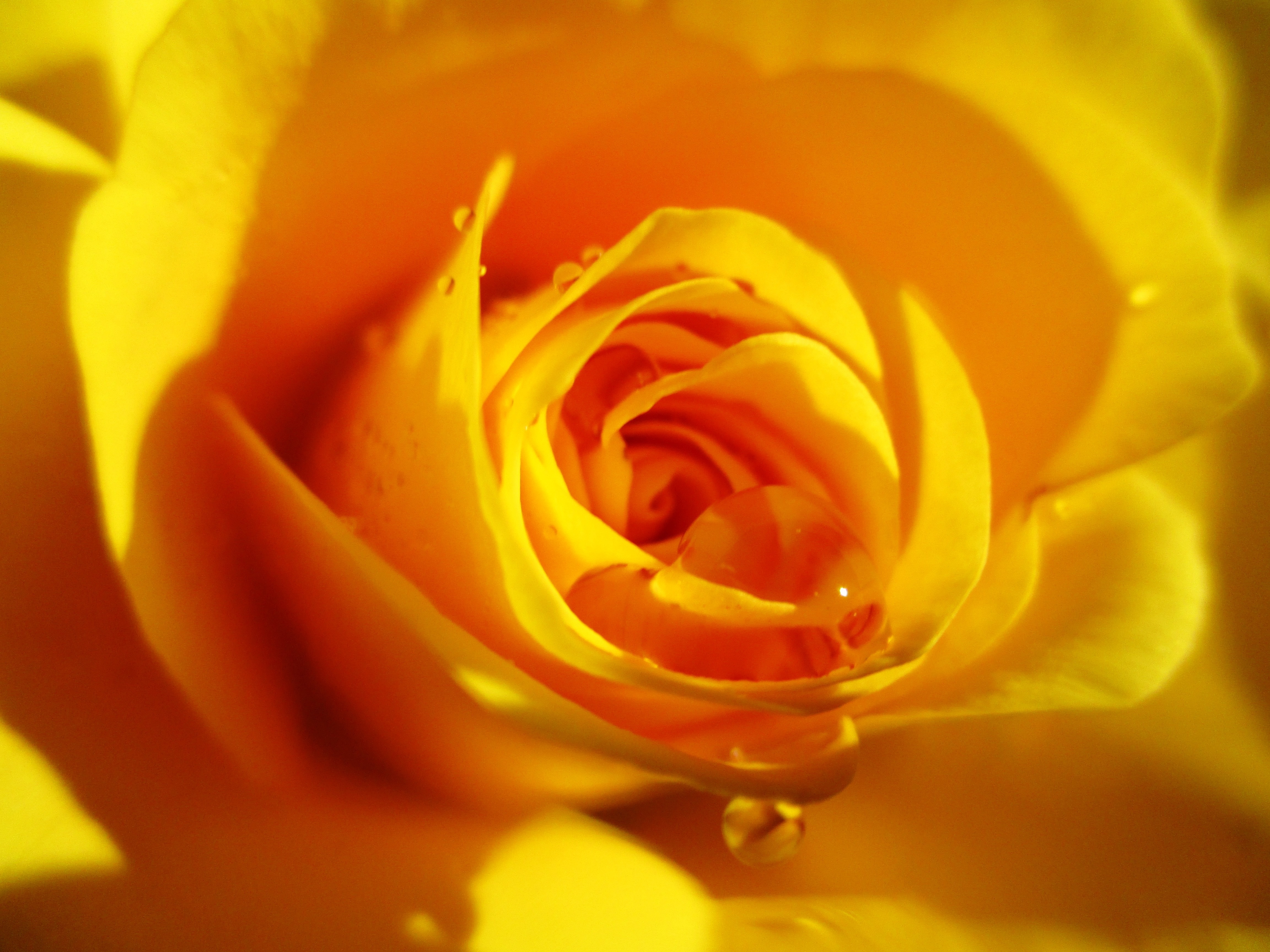 selective photography of yellow flower with water droplets