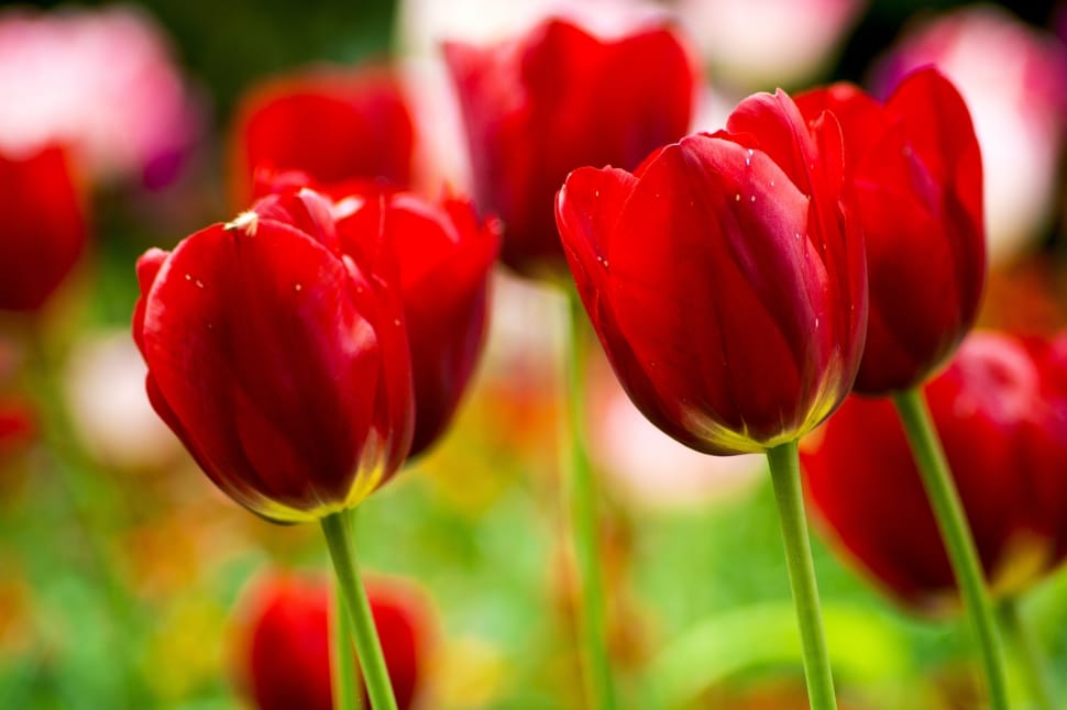 photo of red tulips preview