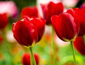 photo of red tulips thumbnail