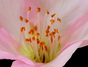 close up photo of pink and white flower thumbnail