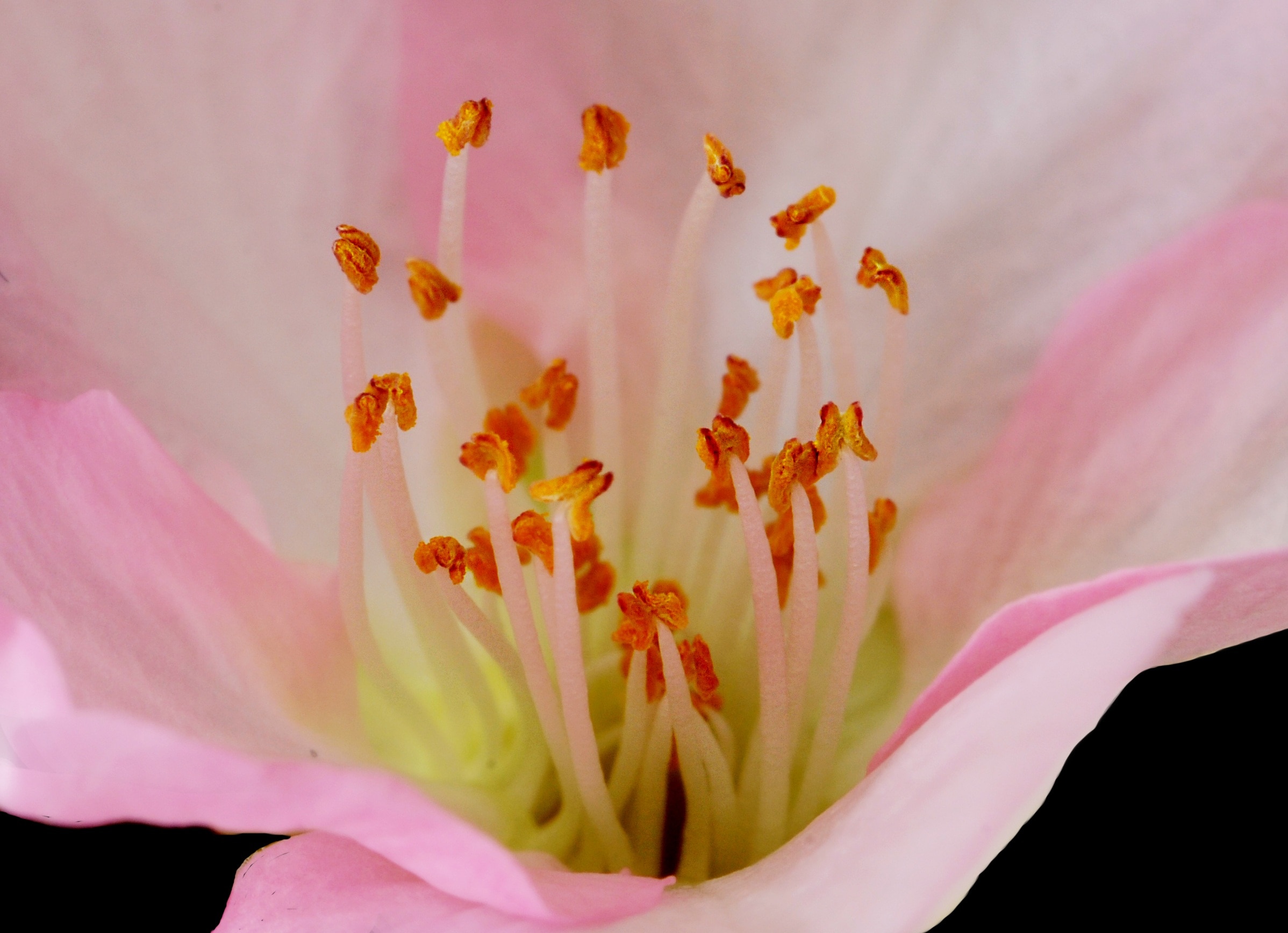 close up photo of pink and white flower