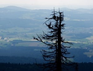 silhouette of a tree on top of a mountain thumbnail