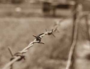close up photography of barbwire thumbnail