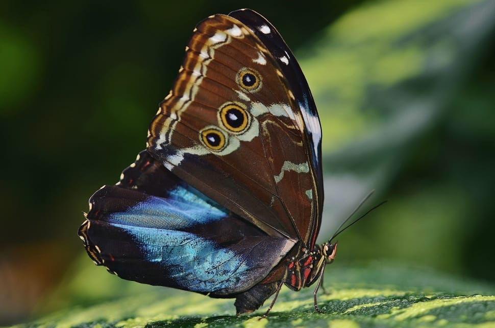 Butterfly, Peleides, Butterflies, Morpho, one animal, insect preview
