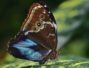 Butterfly, Peleides, Butterflies, Morpho, one animal, insect thumbnail