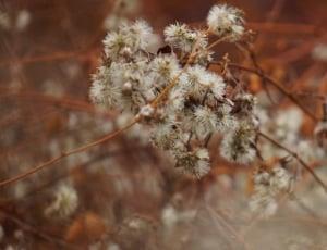 white and brown dandelion thumbnail