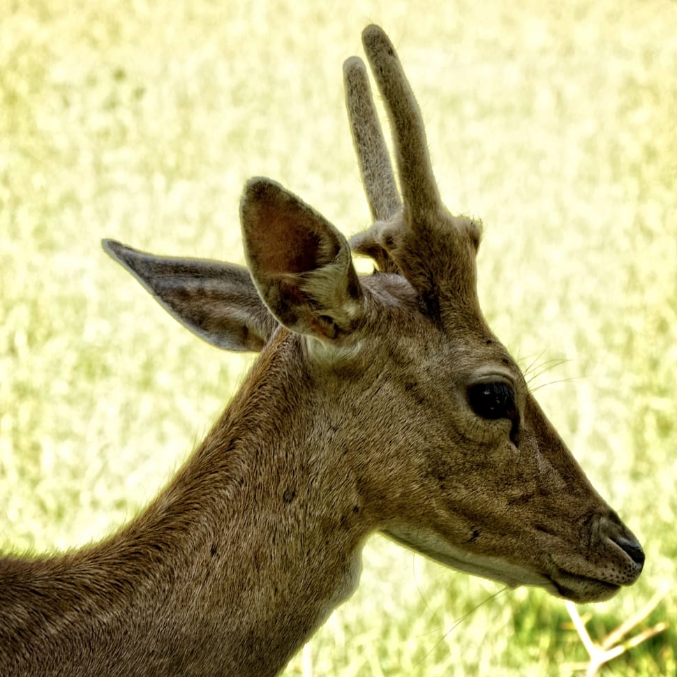 Fallow Deer, Young Animal, Damm Wild, animal themes, one animal preview