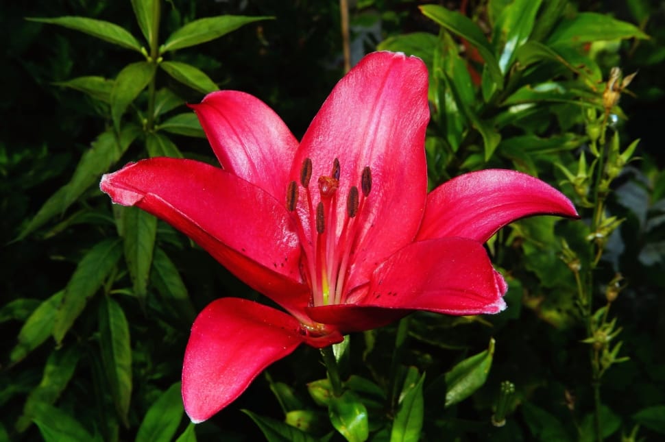 Flower, Lily, Blossom, Red, Bloom, Plant, flower, red preview