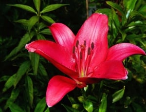 Flower, Lily, Blossom, Red, Bloom, Plant, flower, red thumbnail