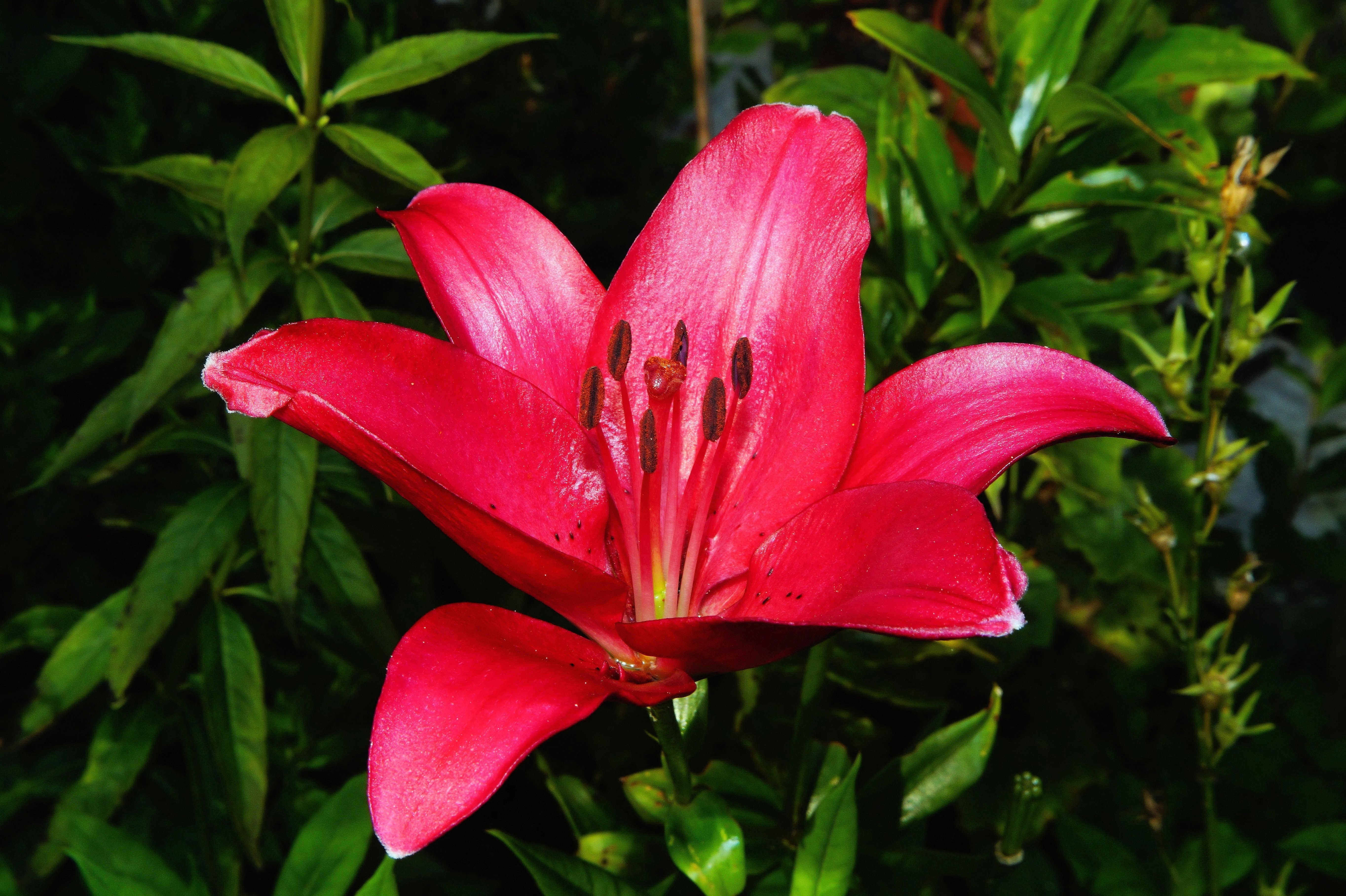 Flower, Lily, Blossom, Red, Bloom, Plant, flower, red