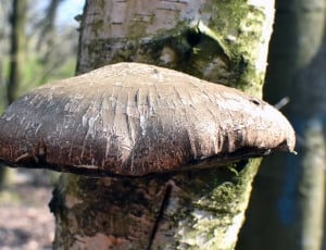 brown and black mushroom thumbnail
