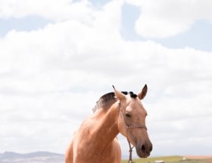 beige horse with black hair thumbnail