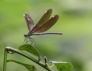 Unesco, Geopark, Dragonfly, China, insect, animal wing thumbnail