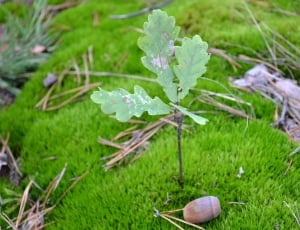 green leaf plant on grass field during daytime thumbnail