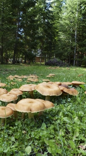 photo of brown mushrooms during daytime thumbnail