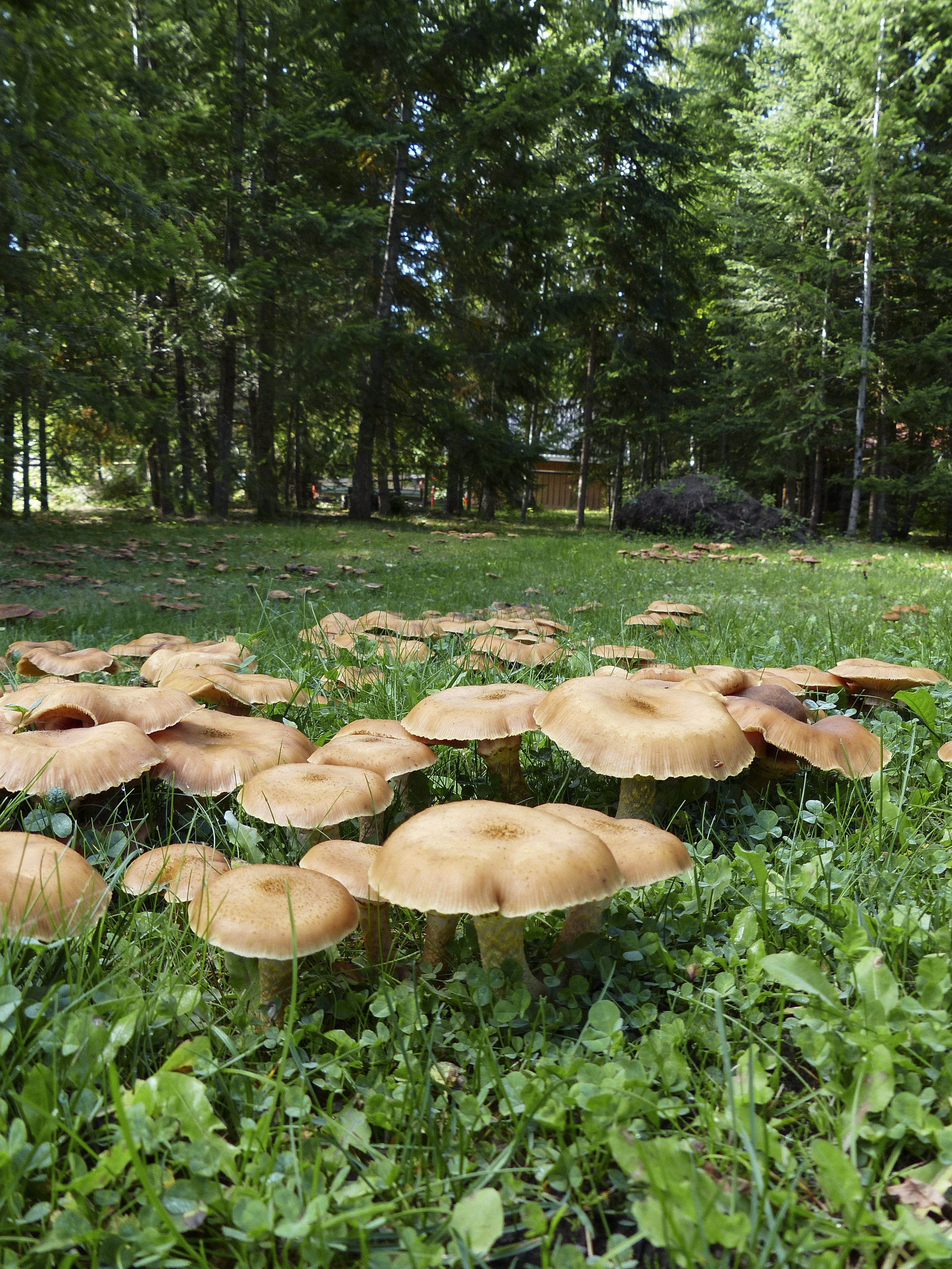 photo of brown mushrooms during daytime