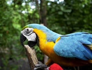 blue and yellow feathered bird thumbnail