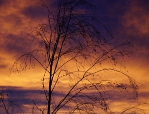 bared tree during sunset photo thumbnail