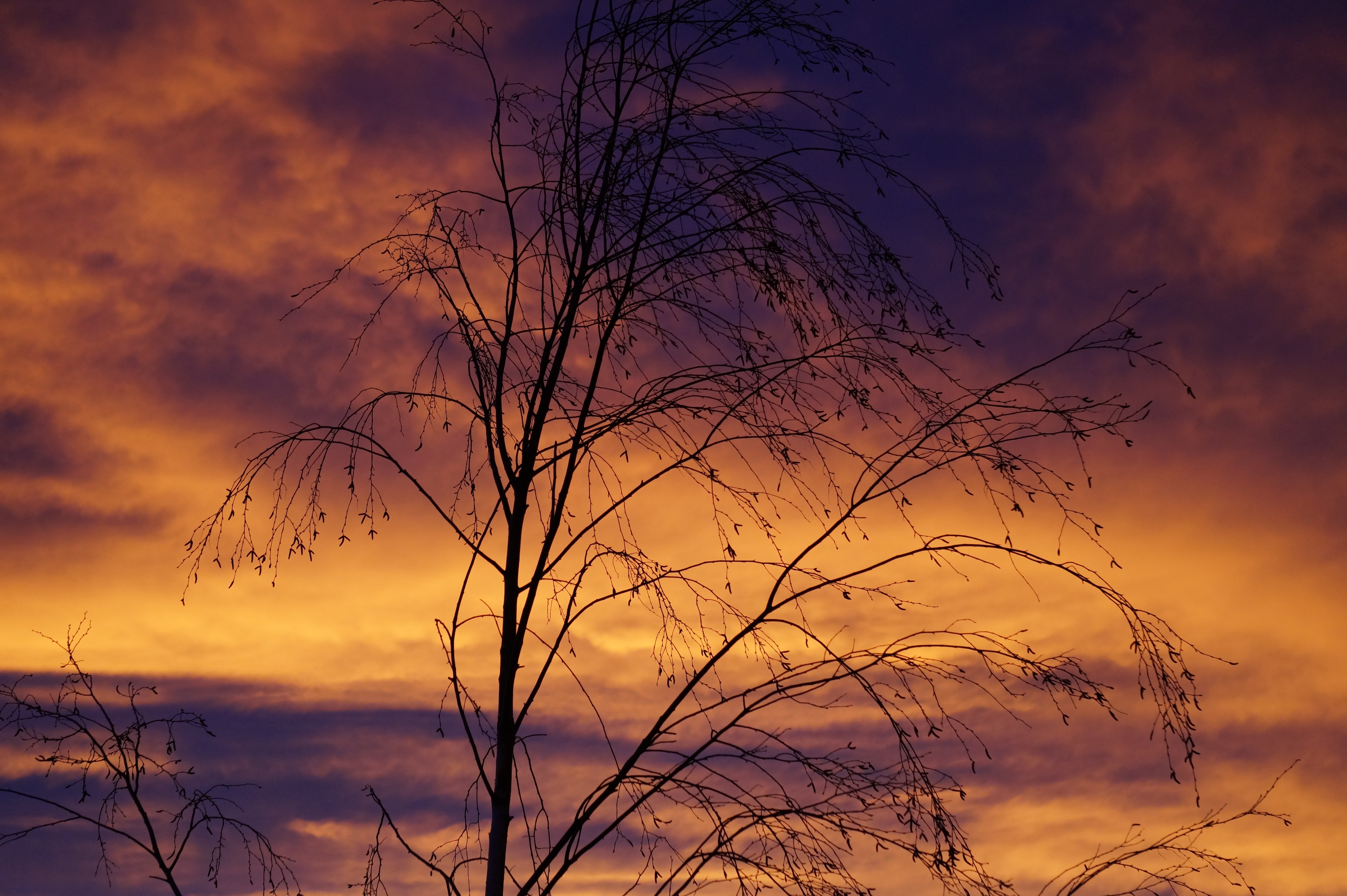 bared tree during sunset photo
