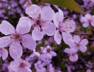 Nature, Spring, Plant, Flowers, Blooms, flower, blossom thumbnail