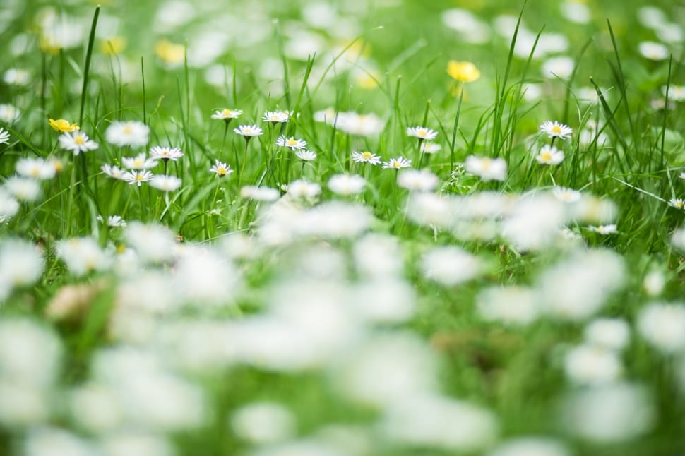 white petaled flower on yard closeup photo preview