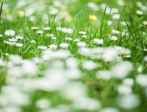 white petaled flower on yard closeup photo thumbnail