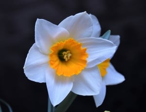 white yellow daffodil flower thumbnail
