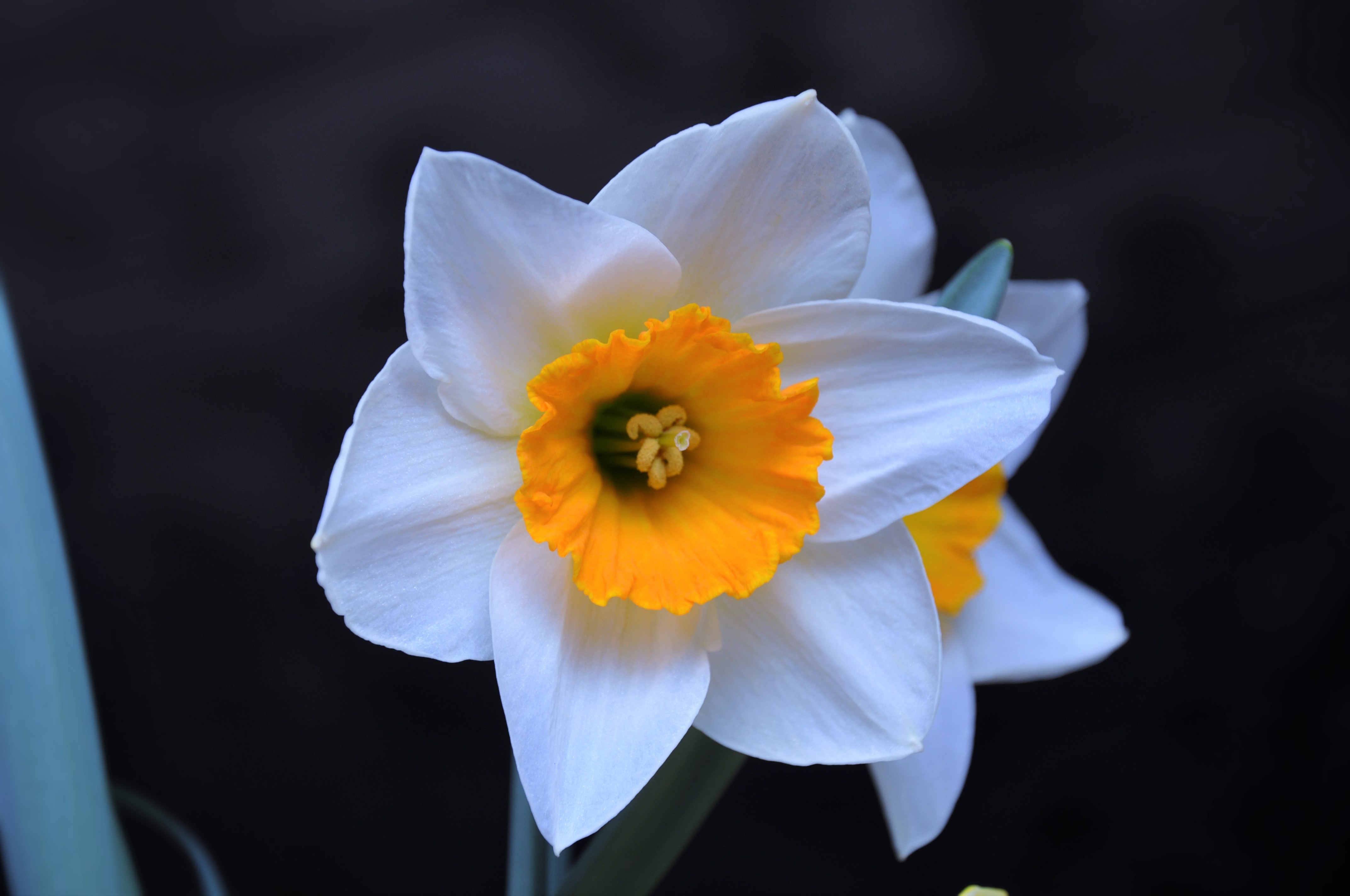 white yellow daffodil flower
