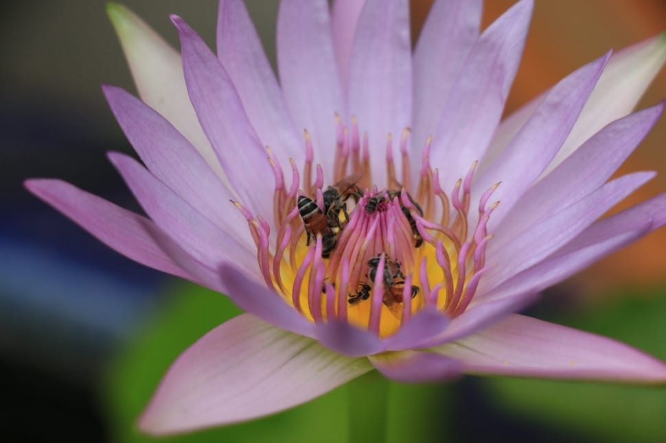 Bee, Flower, Macro, Lotus, Pond, flower, petal preview